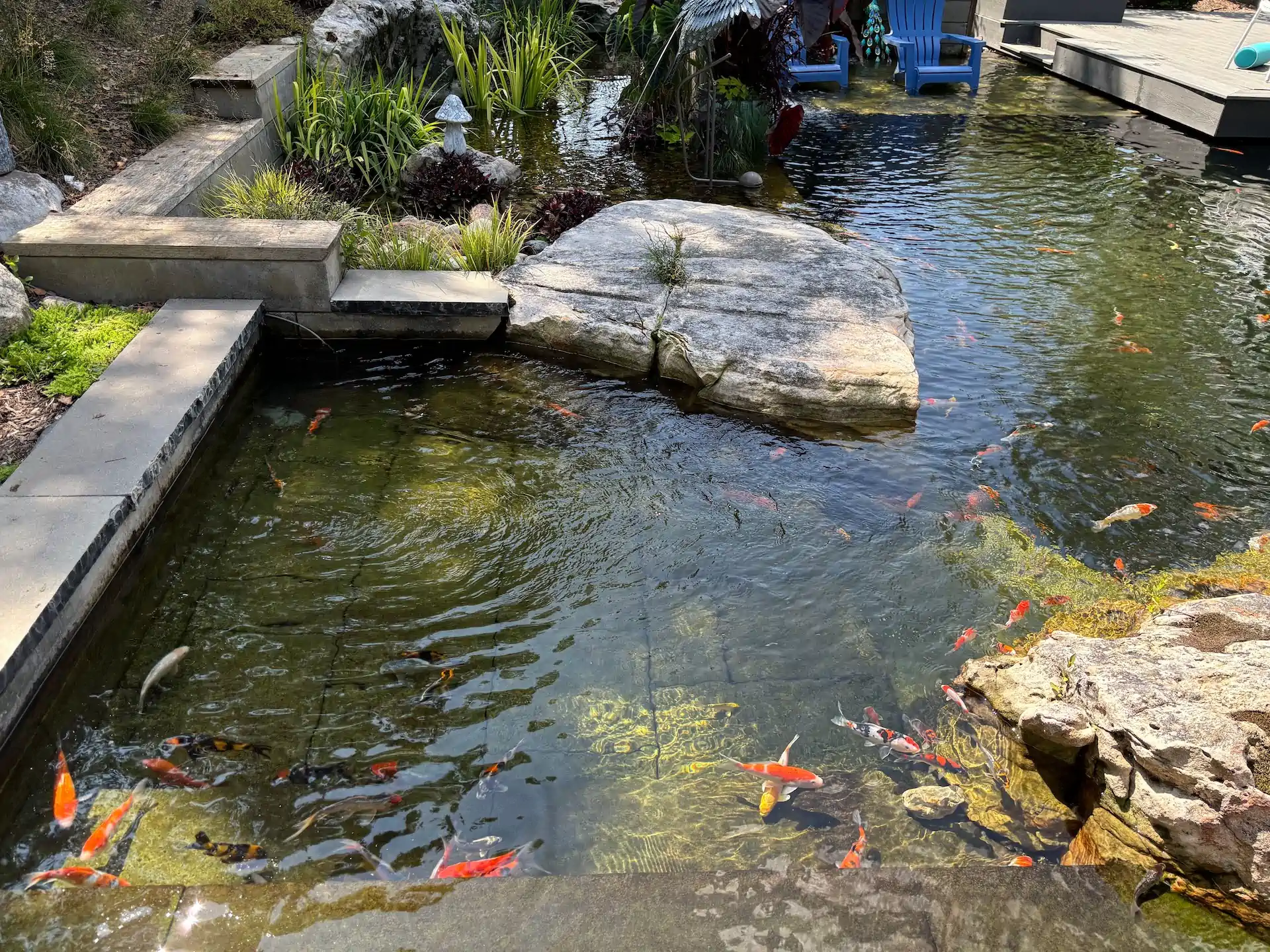 fish koi ponds memphis water gardens 1