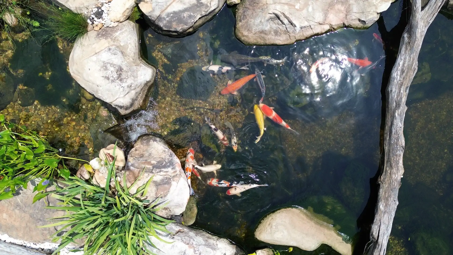 fish koi ponds memphis water gardens 3