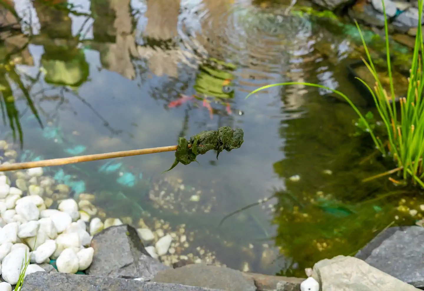 lake algae control memphis water gardens 2