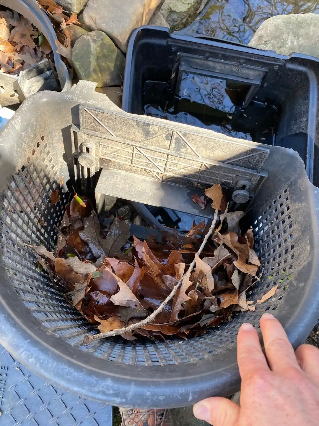 memphis pond water garden cleaning including leaves, spring cleaning, and more