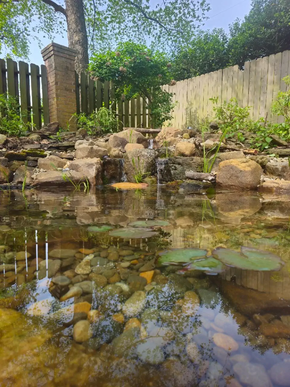 pond repair memphis water gardens 2