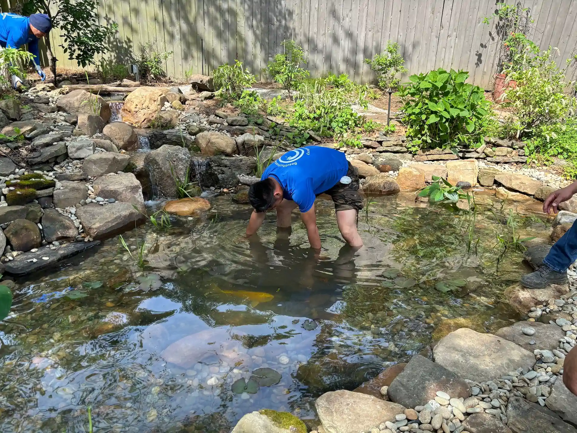 pond repair memphis water gardens 4