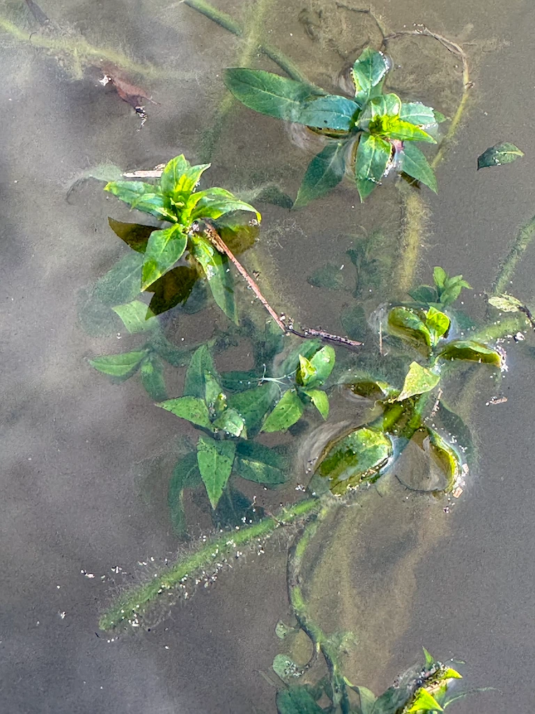 invasive weed control memphis water gardens 2