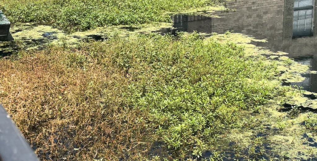 invasive weed control memphis water gardens 3