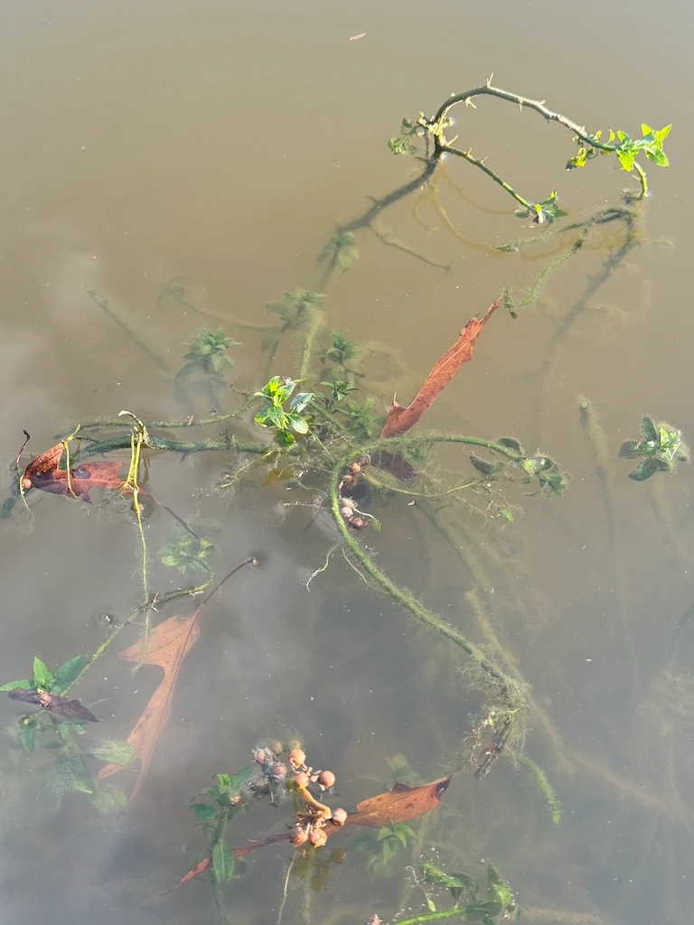 invasive weed control memphis water gardens feature image