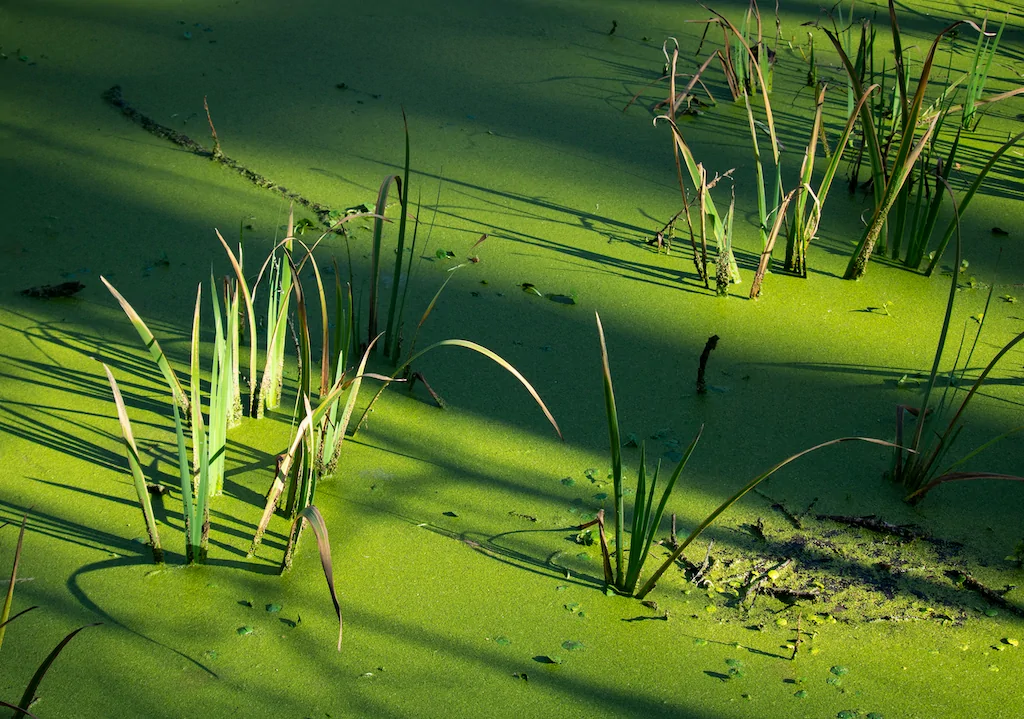 lake nutrient management memphis water gardens 1