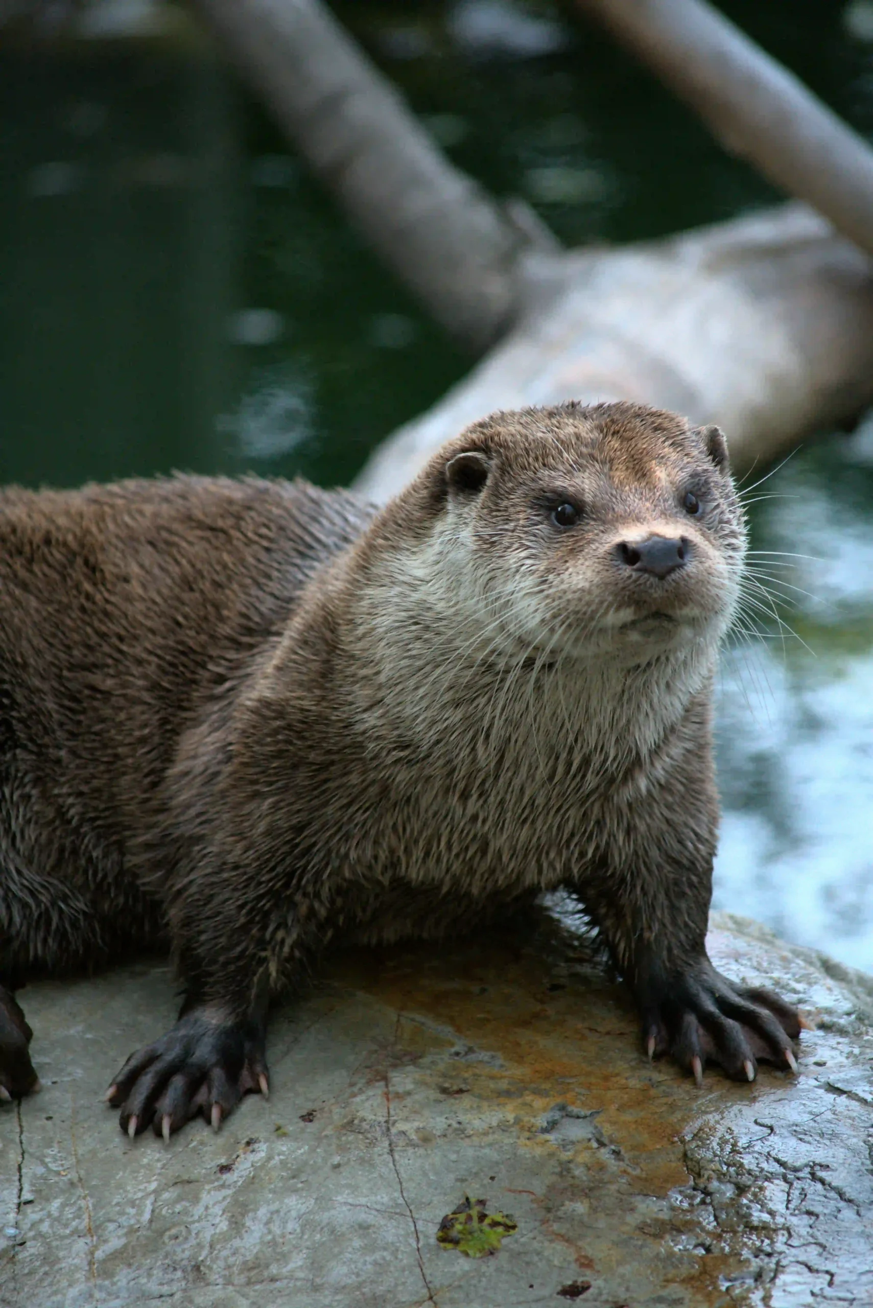 lake wildlife control memphis water gardens 4