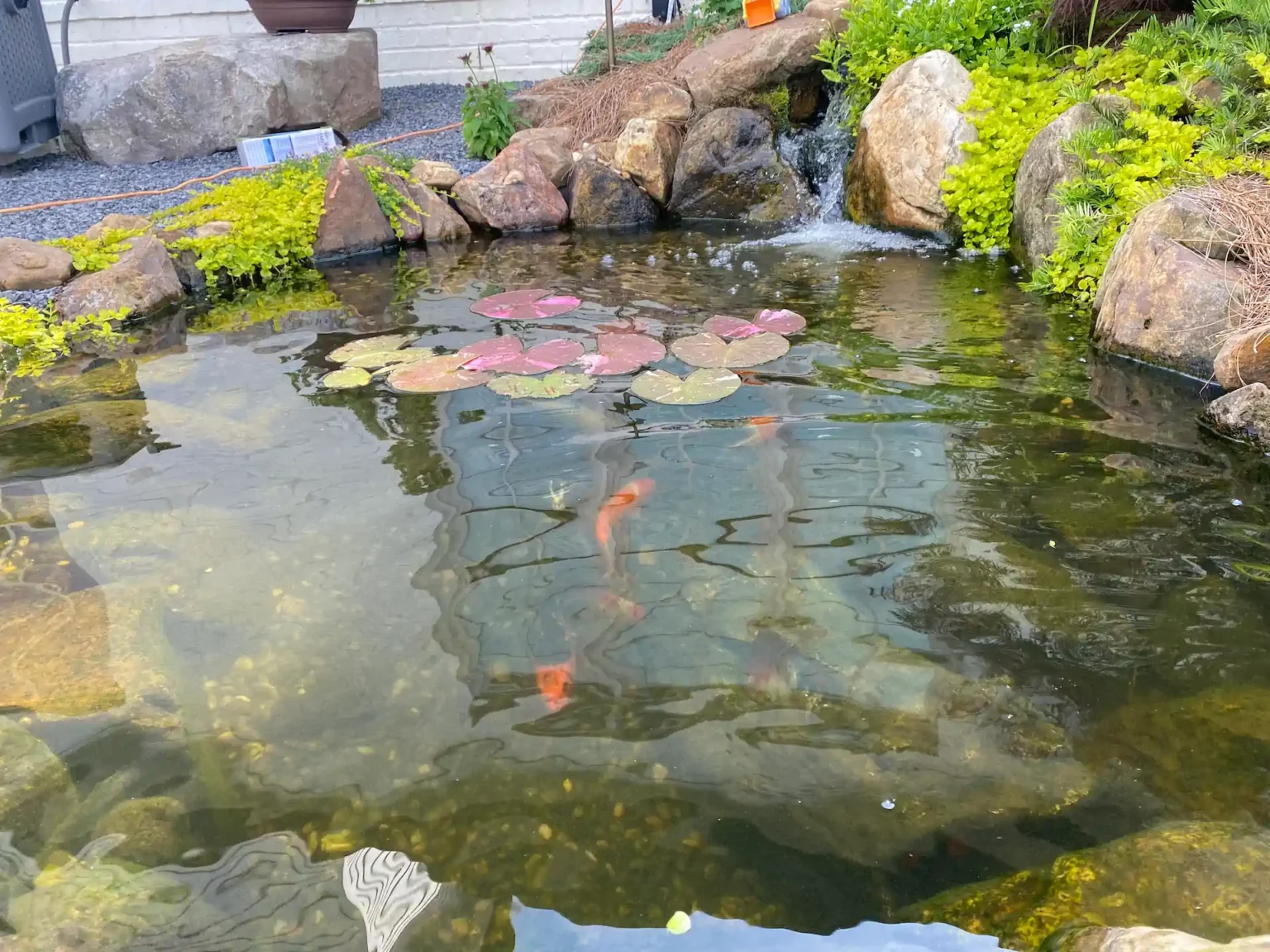 portfolio backyard ecosystem pond in collierville memphis water gardens 5